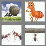 4 pics 1 word 3 letters ant