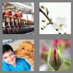 4 pics 1 word 3 letters bud