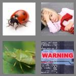 4 pics 1 word 3 letters bug