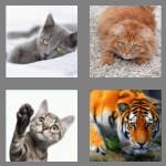 4 pics 1 word 3 letters cat