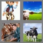 4 pics 1 word 3 letters cow