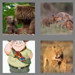 4 pics 1 word 3 letters cub