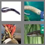 4 pics 1 word 3 letters eel