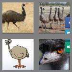 4 pics 1 word 3 letters emu