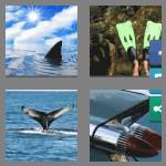 4 pics 1 word 3 letters fin