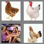 4 pics 1 word 3 letters hen