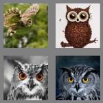 4 pics 1 word 3 letters owl