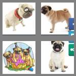 4 pics 1 word 3 letters pug