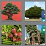 4 pics 1 word 3 letters yew