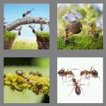 4 pics 1 word 4 letters ants