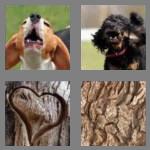 4 pics 1 word 4 letters bark