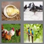 4 pics 1 word 4 letters bird