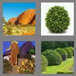 4 pics 1 word 4 letters bush