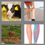 4 pics 1 word 4 letters calf