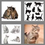 4 pics 1 word 4 letters cats