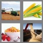 4 pics 1 word 4 letters corn