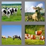 4 pics 1 word 4 letters cows