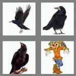 4 pics 1 word 4 letters crow