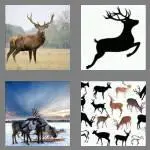 4 pics 1 word 4 letters deer
