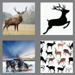 4 pics 1 word 4 letters deer