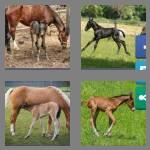 4 pics 1 word 4 letters foal