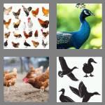 4 pics 1 word 4 letters fowl