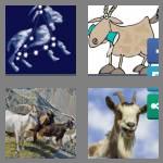 4 pics 1 word 4 letters goat