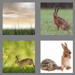 4 pics 1 word 4 letters hare