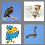 4 pics 1 word 4 letters hawk