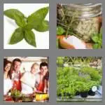 4 pics 1 word 4 letters herb