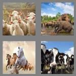 4 pics 1 word 4 letters herd