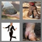 4 pics 1 word 4 letters hoof