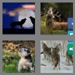 4 pics 1 word 4 letters howl