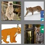 4 pics 1 word 4 letters lynx