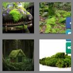 4 pics 1 word 4 letters moss