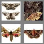 4 pics 1 word 4 letters moth