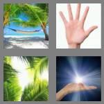 4 pics 1 word 4 letters palm