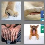 4 pics 1 word 4 letters paws