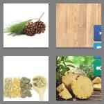 4 pics 1 word 4 letters pine