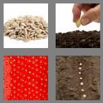 4 pics 1 word 4 letters seed