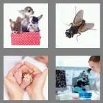 4 pics 1 word 4 letters tiny