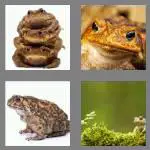 4 pics 1 word 4 letters toad