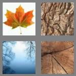 4 pics 1 word 4 letters tree