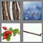 4 pics 1 word 4 letters twig