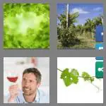 4 pics 1 word 4 letters vine