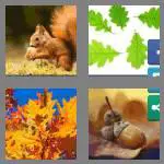 4 pics 1 word 5 letters acorn