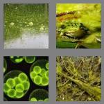 4 pics 1 word 5 letters algae