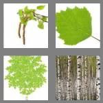 4 pics 1 word 5 letters birch