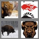 4 pics 1 word 5 letters bison