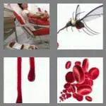 4 pics 1 word 5 letters blood